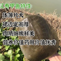 湖南常德汉寿本地甲鱼随时出货电话联系青黄黑花,