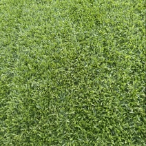 大叶草皮