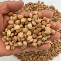 苦杏仁，碎片装，专业产区对接，直营发货，一手直发