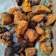 桦树茸可帮切小块