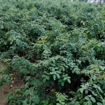 大马士革玫瑰花苗