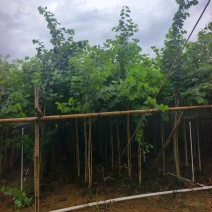宫粉紫荆绿化苗木宫粉紫荆基地直供量大价格优惠