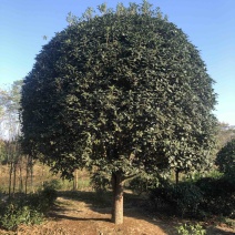 桂花