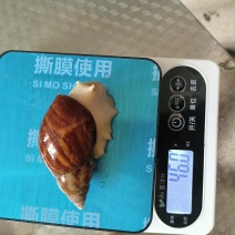 白玉蜗牛