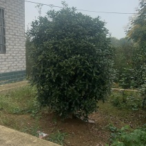 丛生桂花