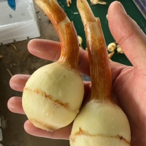 陆良茨菇，慈姑