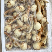 云南茨菇，慈姑，白肉茨菇