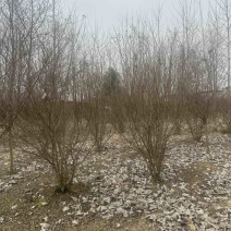 购丛生紫薇，首选潢川紫薇基地！