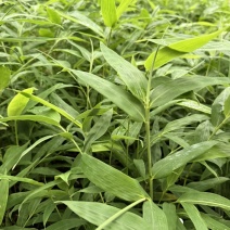 方竹苗