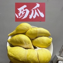 西瓜牌越南金枕