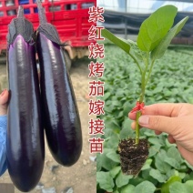 紫红烧烤茄子苗绿长茄苗面包茄嫁接苗各种长茄圆茄苗都有