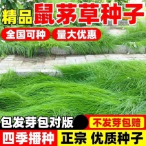 鼠茅草种子多年生果园绿肥种籽抑制杂草改善土壤固氮
