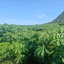 华南九号木薯