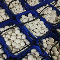双孢菇，蘑菇