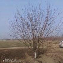 山桃树