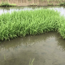 实验水稻秧苗籼稻粳稻分蘖期孕穗出穗各阶段中午发货