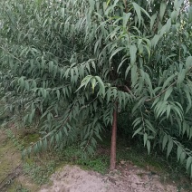 绿化类，山桃