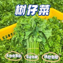 广西新鲜树仔菜五指山野菜空运包邮