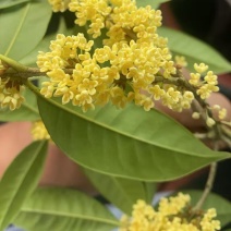桂花干花（金桂银桂）