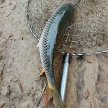 鲤鱼