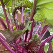 红菜苔，高品质，红菜苔基地种植，出货量大