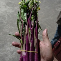 贵州高山红菜苔