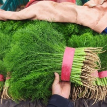 茴香大量上市质量优质根粗叶绿