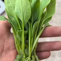 鸡毛菜-削根鸡毛菜-青梗鸡毛菜