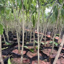 广西沉香苗苗圃一手货源直发可视频看货提供技术指导欢迎来电
