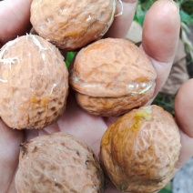130果薄皮核桃