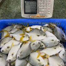鲜品金鲳鱼，全规格哈