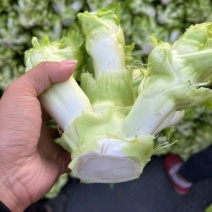 儿菜（大心小心）