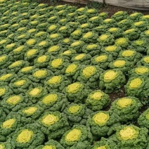 黄心菜