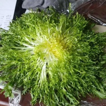 苦菊