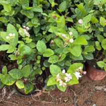 茉莉花杯苗