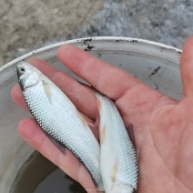 麦鲮鱼