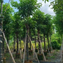 秋枫树苗秋风移植苗重阳木秋枫绿化树常绿树苗南方乔