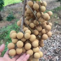 凤梨穗龙眼