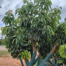 钦州荔枝树有桂味妃子笑已经挂果的大树成移栽活率高挂果快量