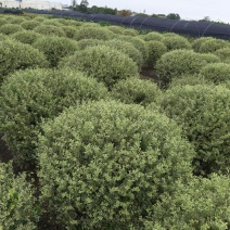 银姬小蜡球冠幅:1m、1.2m、1.5m基地有量，欢迎订