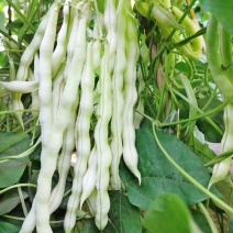 大禹杭研九粒白架豆种子豆荚圆棍型荚肉质肥厚纤维少白架豆种