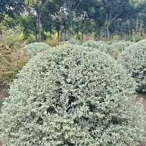 陕西银姬小腊球80~150厘米银姬小腊球银姬小腊柱
