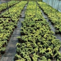 新西兰珍珠柏盆景素材苗批发