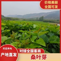 桑芽菜大量有货，对接全国市场电商平台，欢迎合作