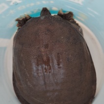 甲鱼