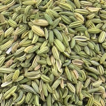 甘肃张掖茴香产地直供大量有货，品质保证，诚信经营，全国发