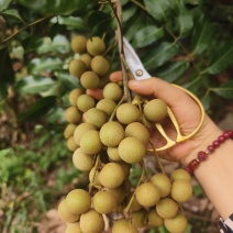 桂圆