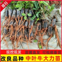 广西改良品种中叶牛大力种苗基地直发可视频看货提供技术指导