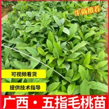 广西五指毛桃苗，苗圃直发一手货源，视频看货，欢迎老板来电