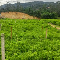 余甘果苗，滇橄榄苗，橄榄实生苗基地直供一手货源